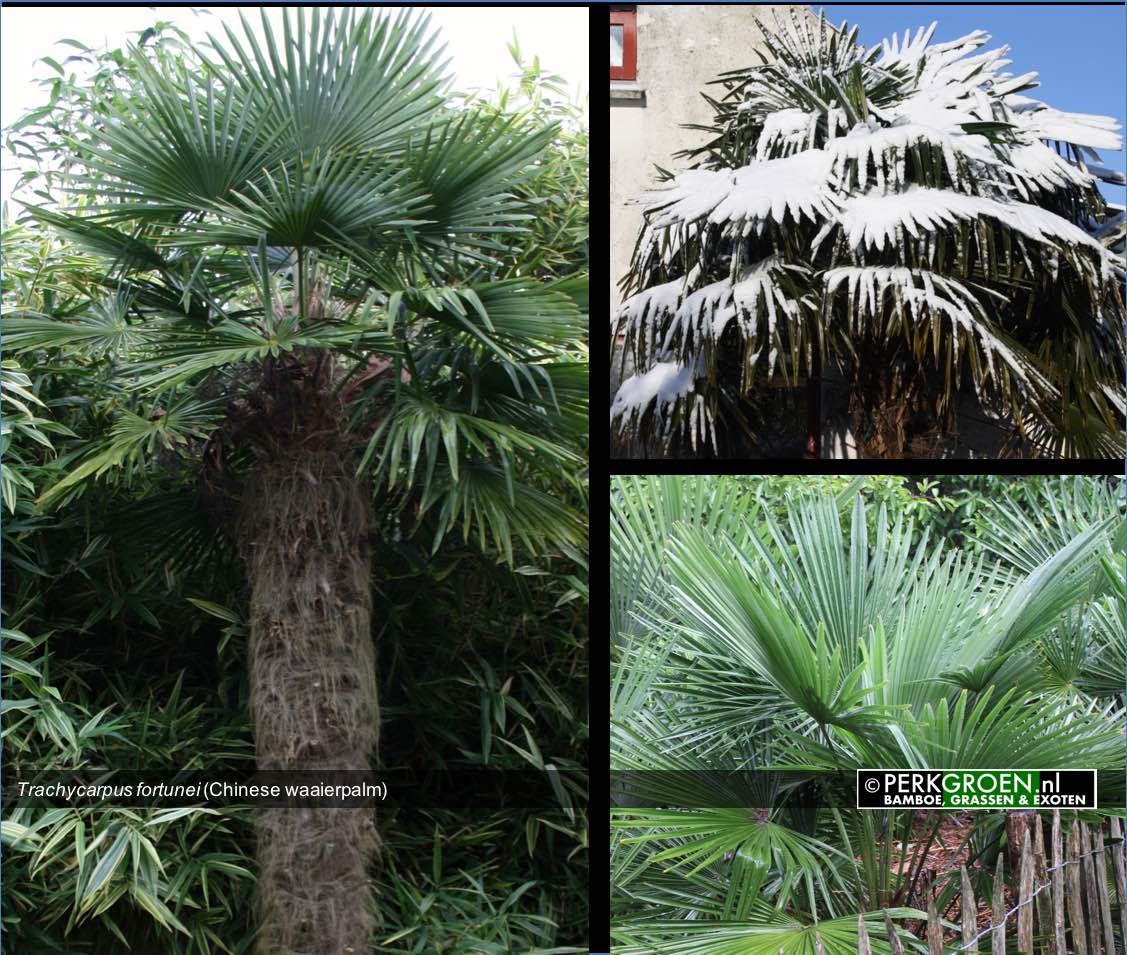 Trachycarpus fortunei Chinese waaierpalm Trachycarpus fortunei Chinese waaierpalm